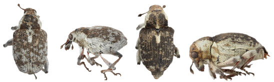 Figures 1 Dorsal and lateral views of Phytobius vestitusjpg